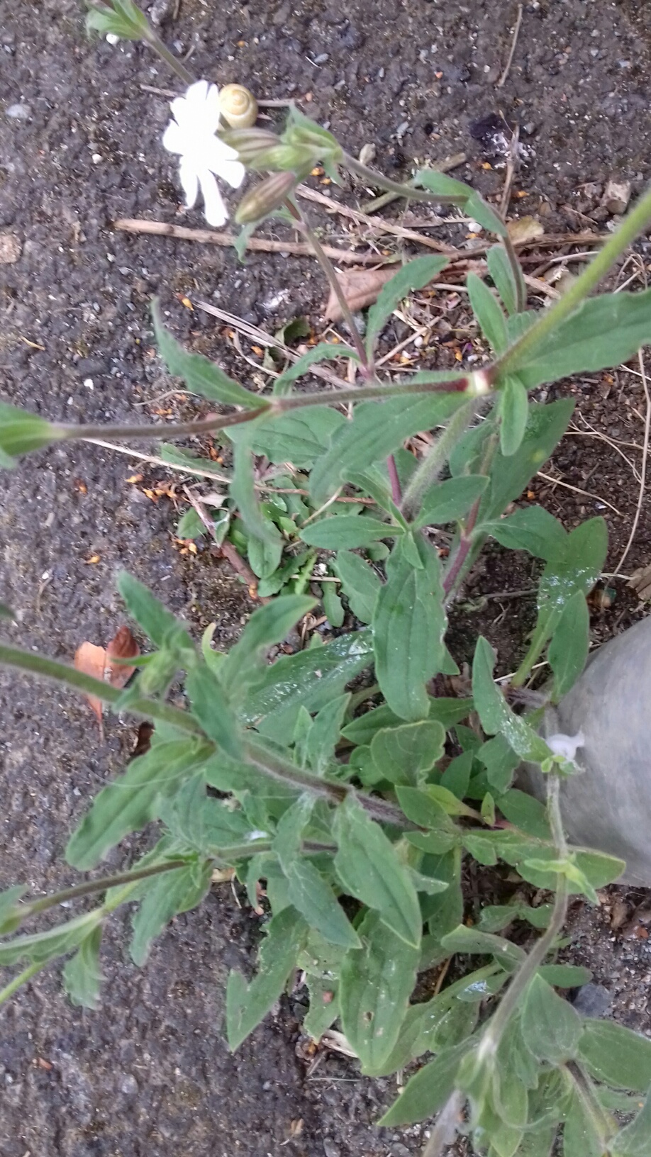 Annexe 20200419_090904_resized.jpg