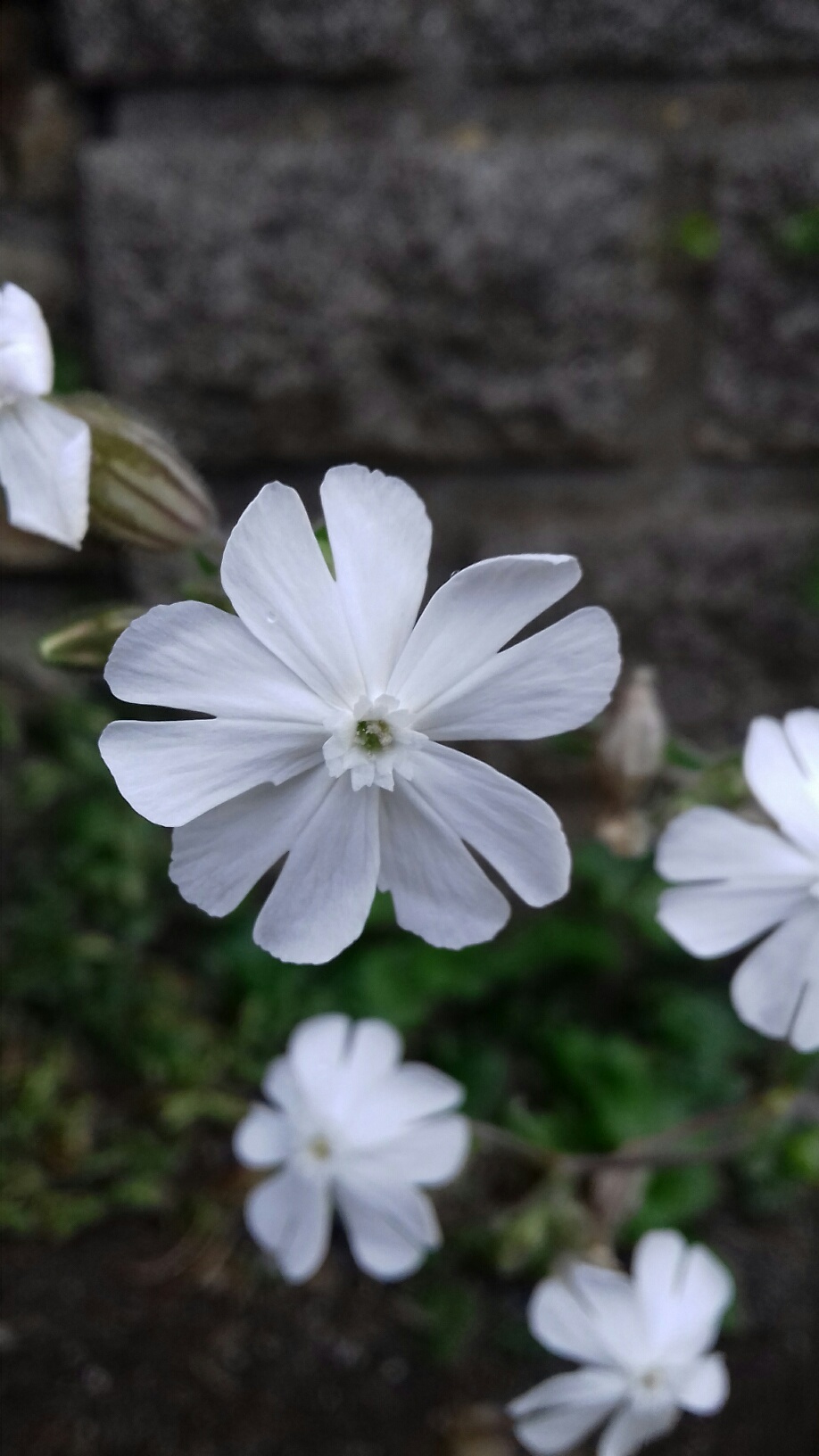 Annexe 20200419_090922_resized.jpg