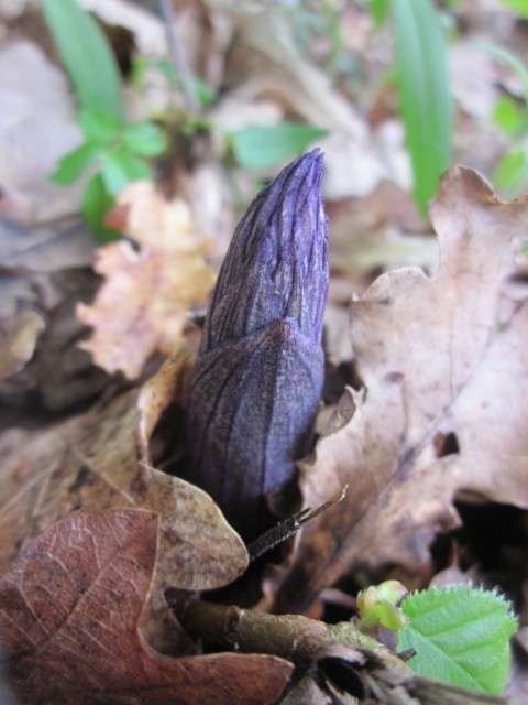 Annexe étrange 1 (Small).JPG