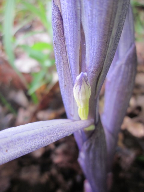 Annexe étrange3 (Small).JPG