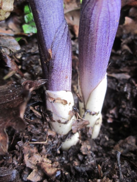 Annexe etrange2 (Small).JPG