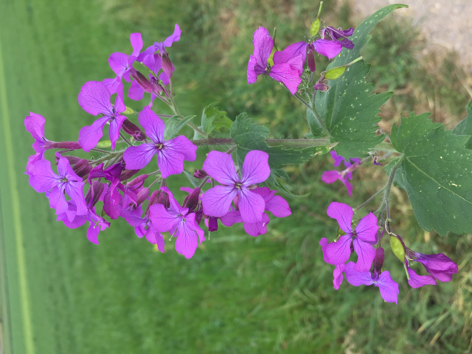 Annexe lunaire 1.JPG