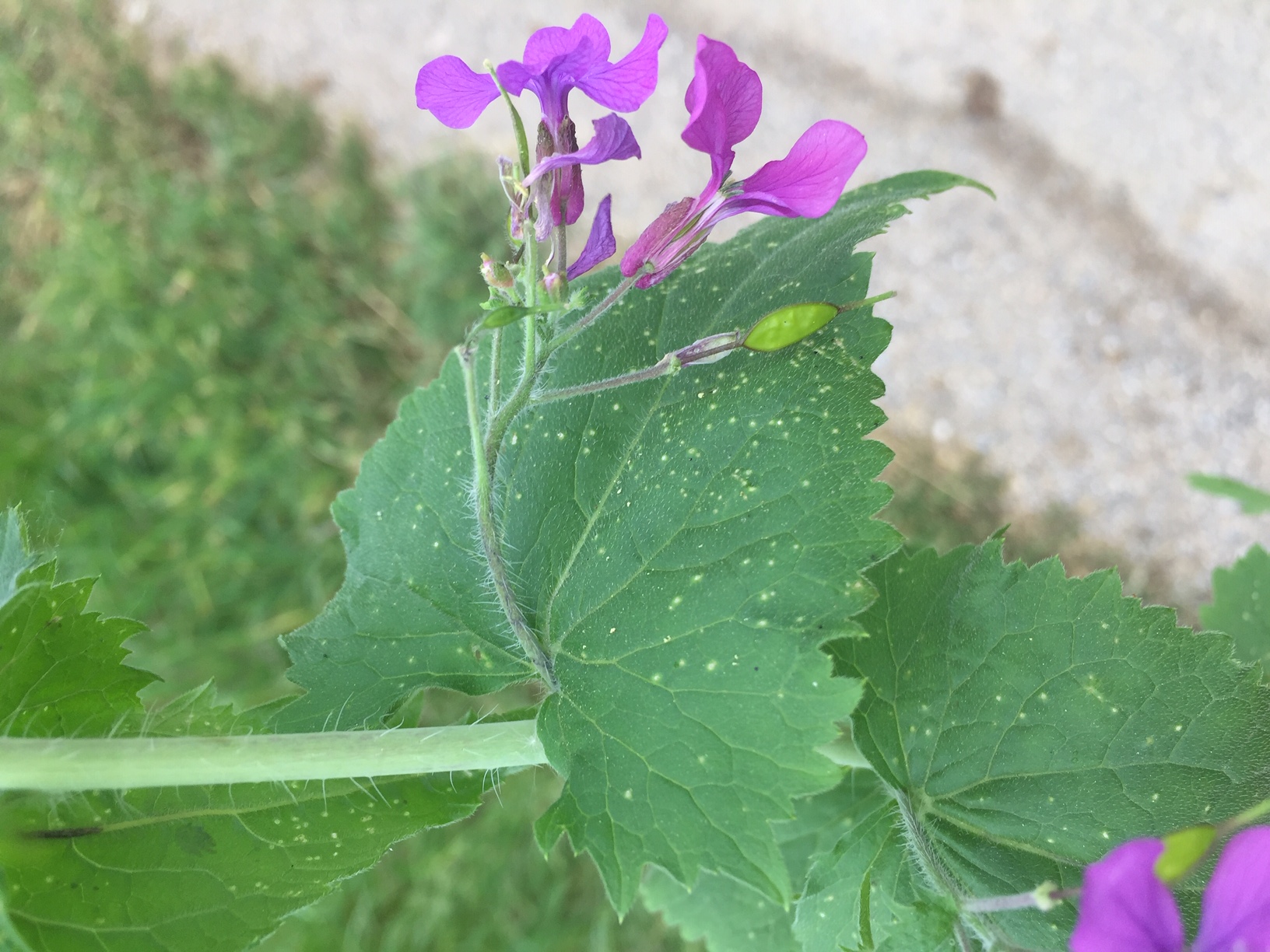 Annexe lunaire 2.JPG