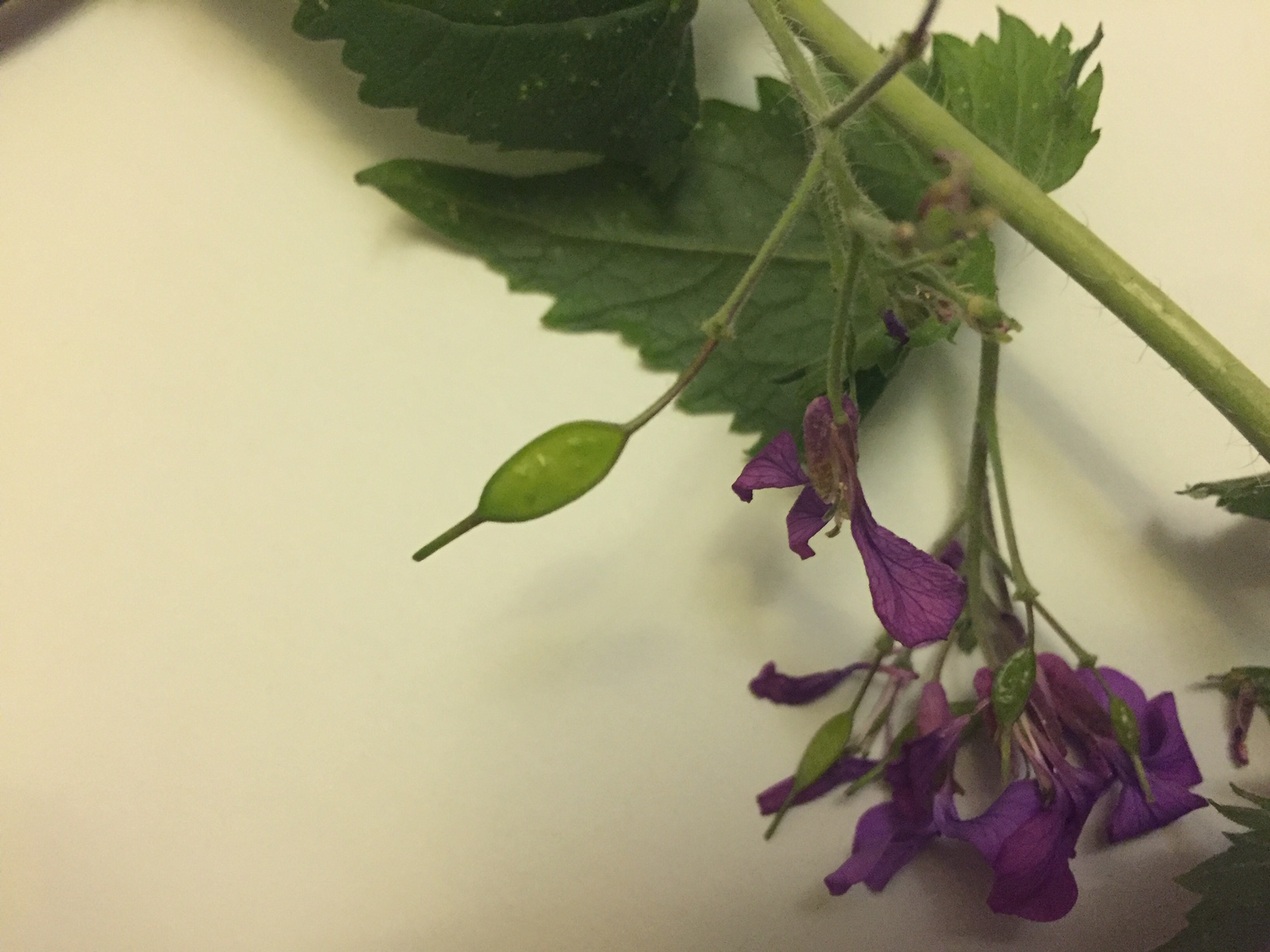 Annexe lunaire 3.JPG