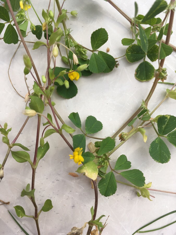 Annexe medicago polymorpha L. 1.jpeg