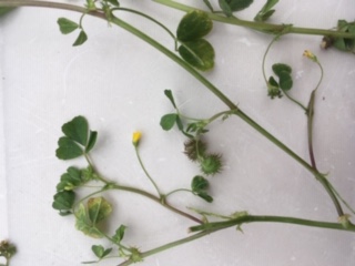 Annexe medicago polymorpha L. 2.JPG