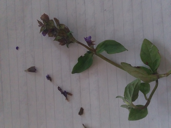 Annexe 20200420_125943 - Copie.jpg