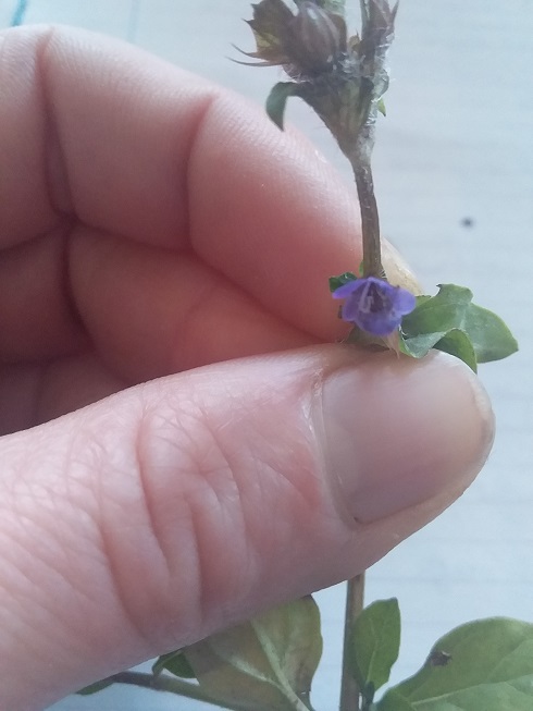 Annexe 20200420_130028 - Copie.jpg