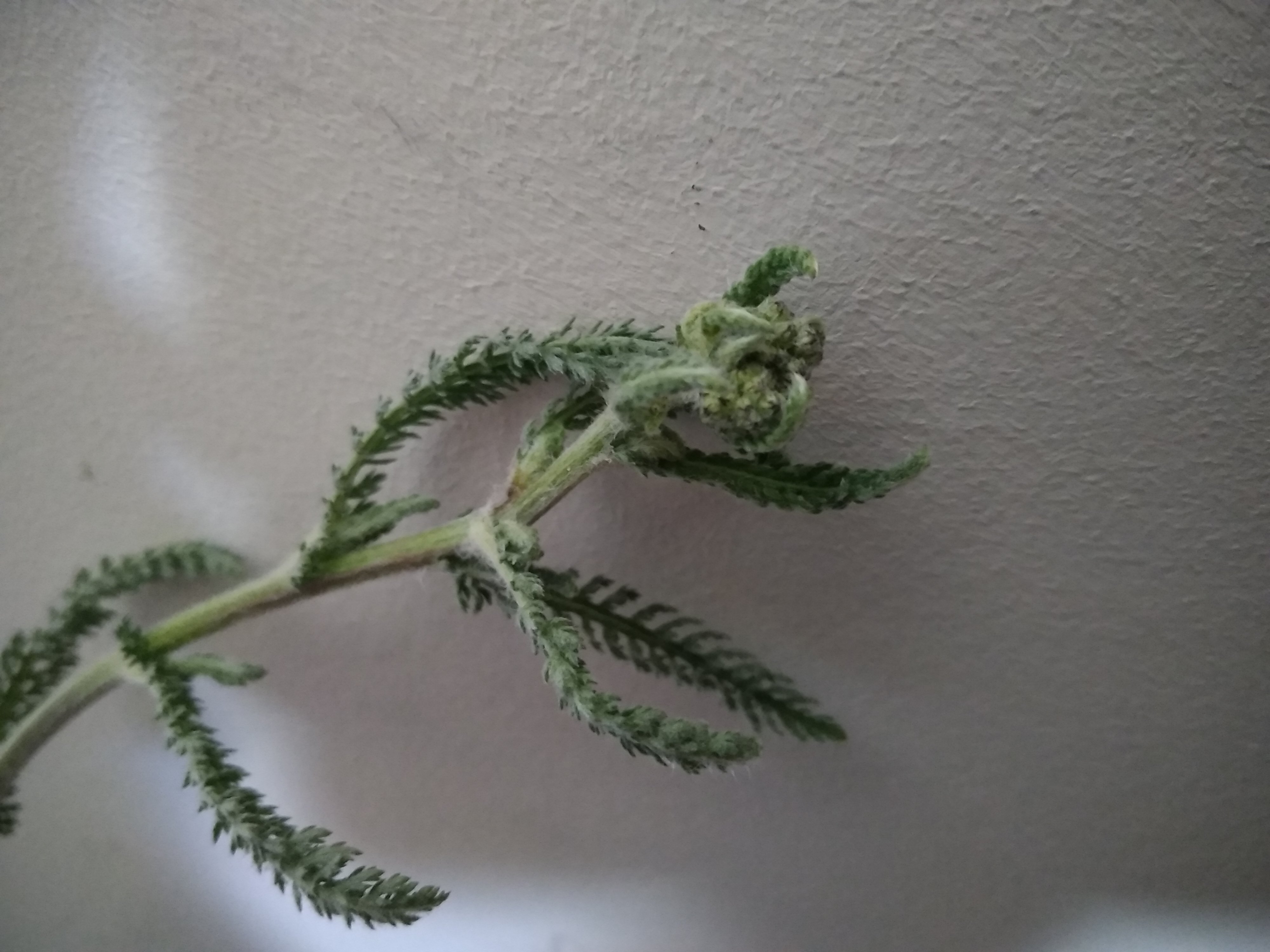 Annexe IMG_20200420_131556.jpg