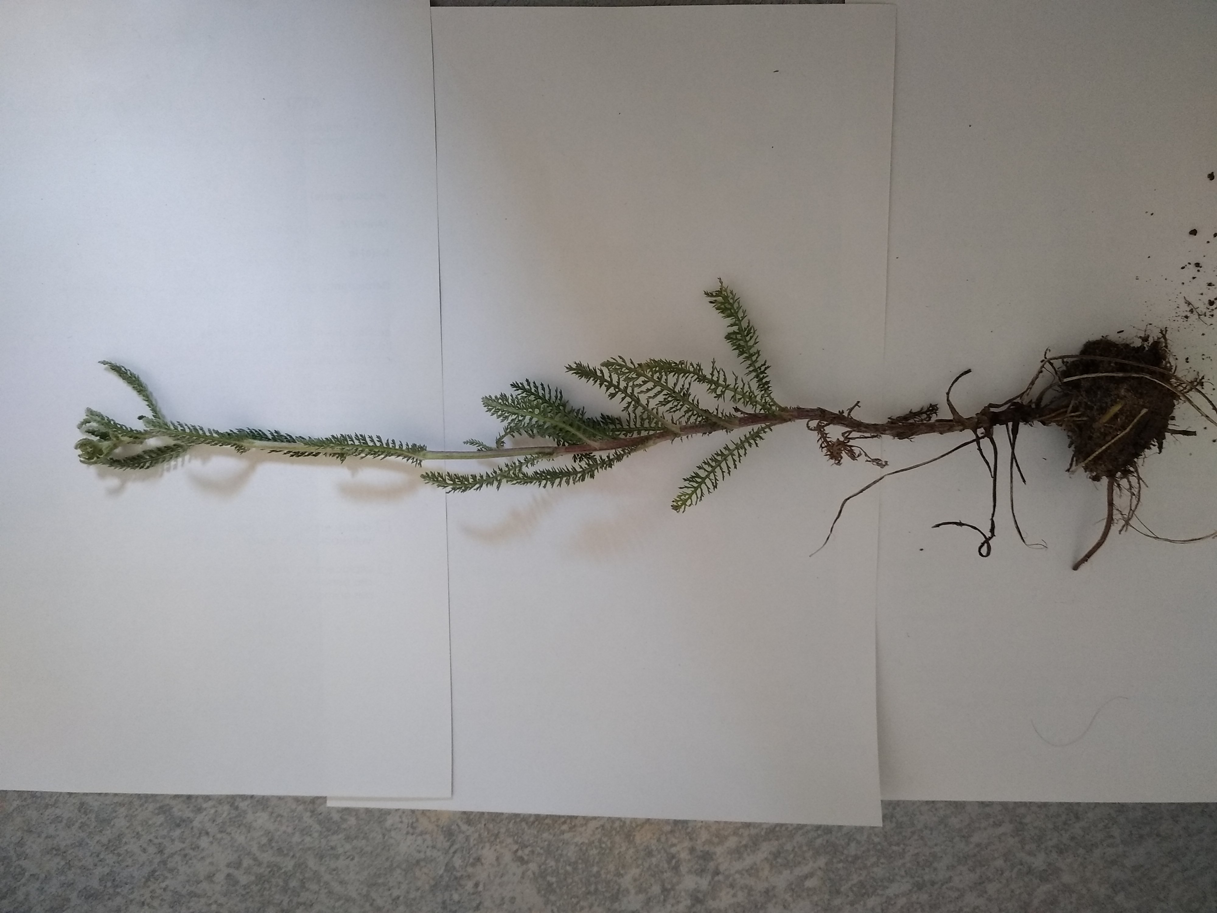 Annexe IMG_20200420_131724.jpg