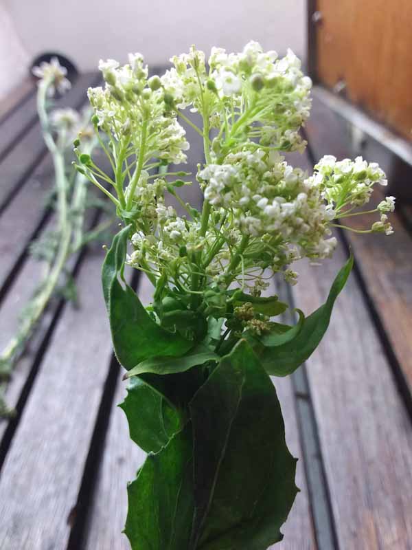 Annexe Lepidium draba L. - Brocoli sauvage.jpg