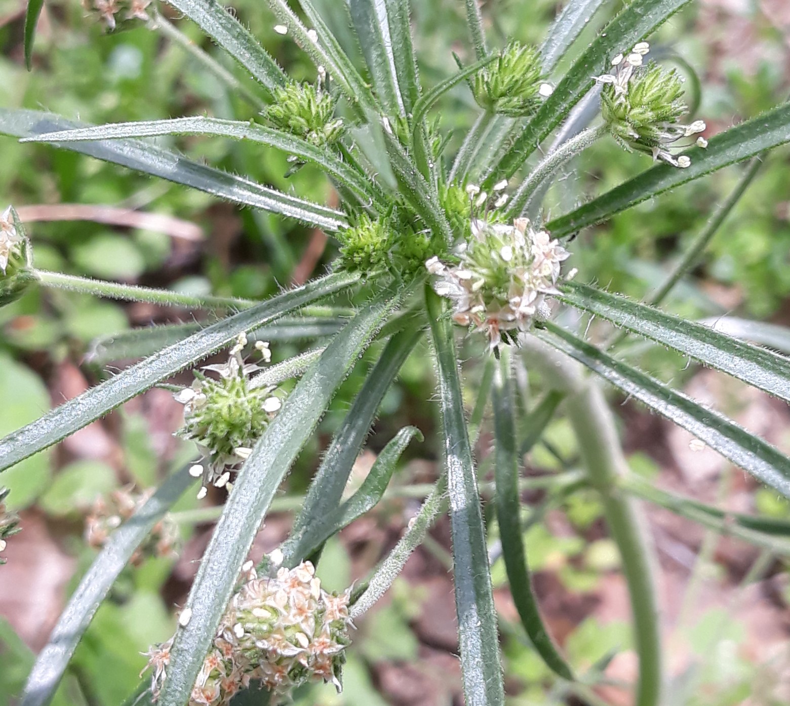 Annexe 20200420_135622.jpg