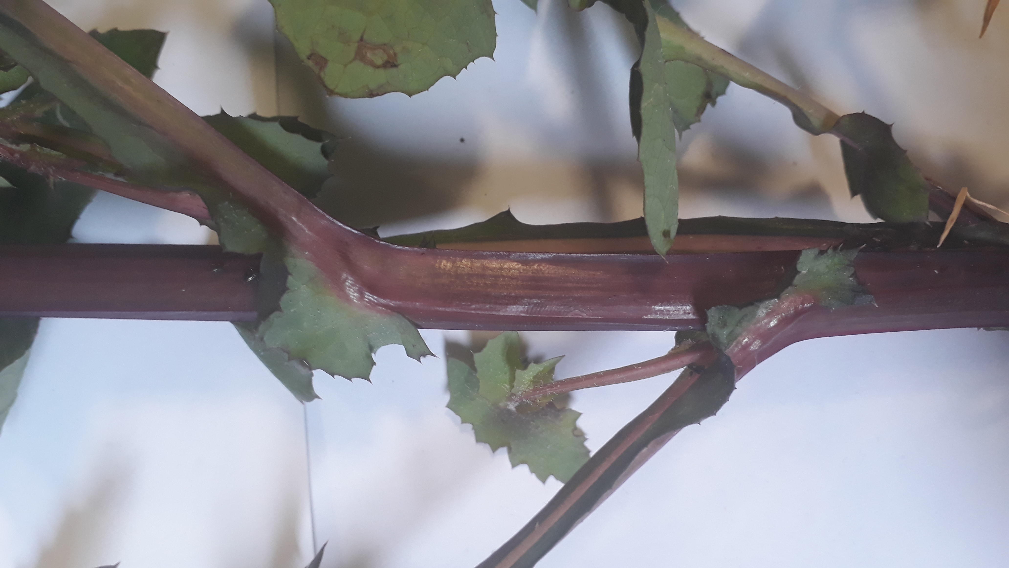 Annexe 20200417_122004-ConvertImage-ConvertImage.jpg