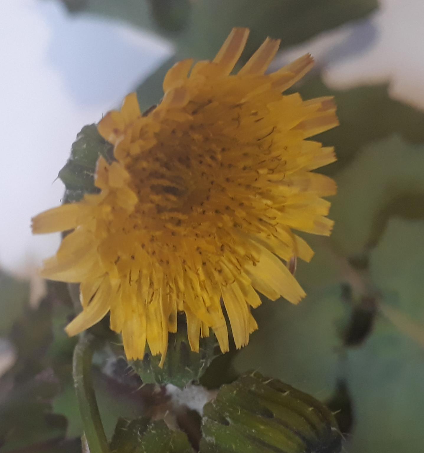 Annexe 20200417_122252-ConvertImage-ConvertImage.jpg