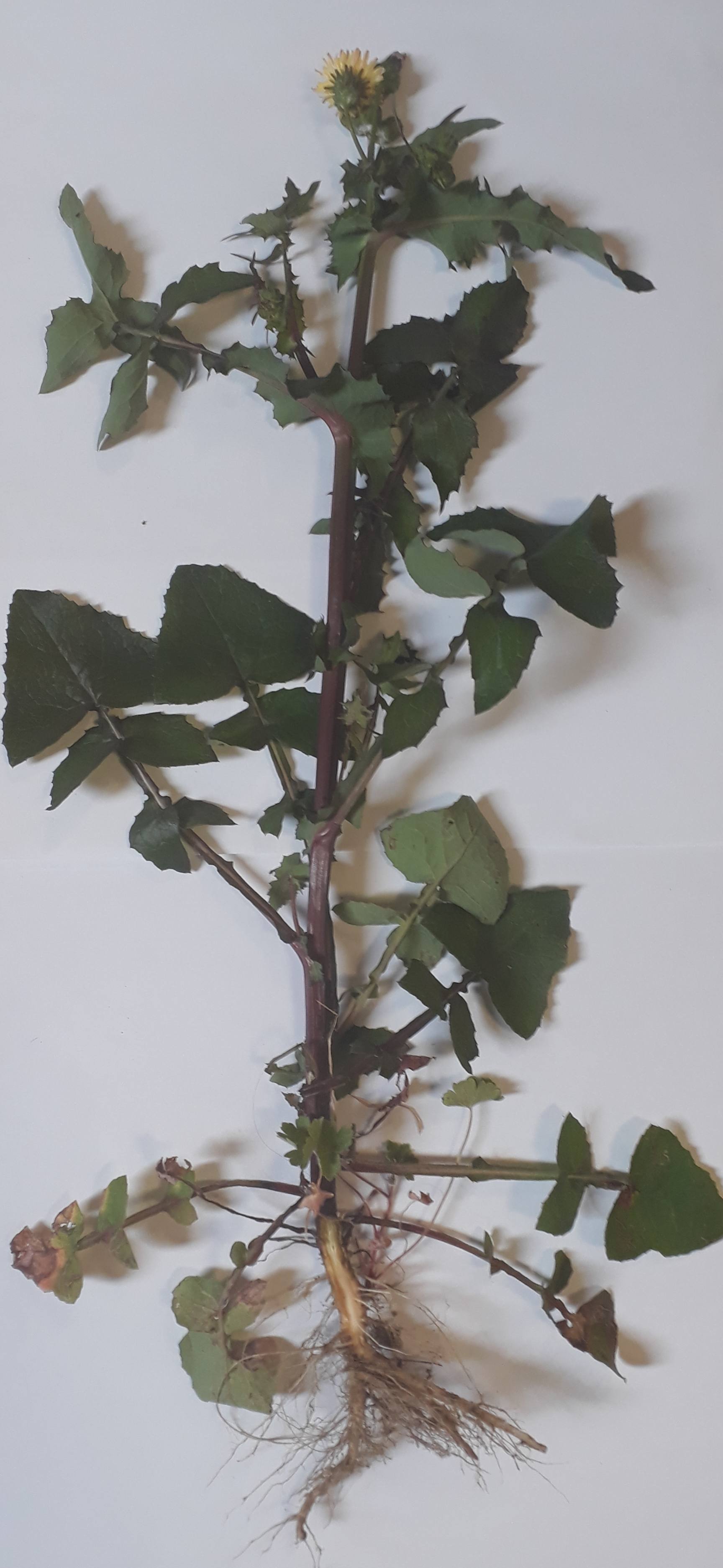 Annexe 20200417_122322-ConvertImage-ConvertImage.jpg