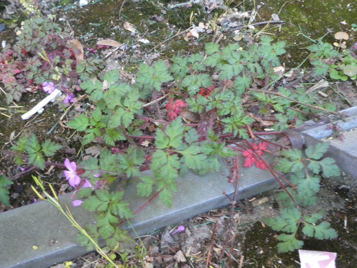 Annexe Geranium_r__KA_R05-200421 001_1200.JPG