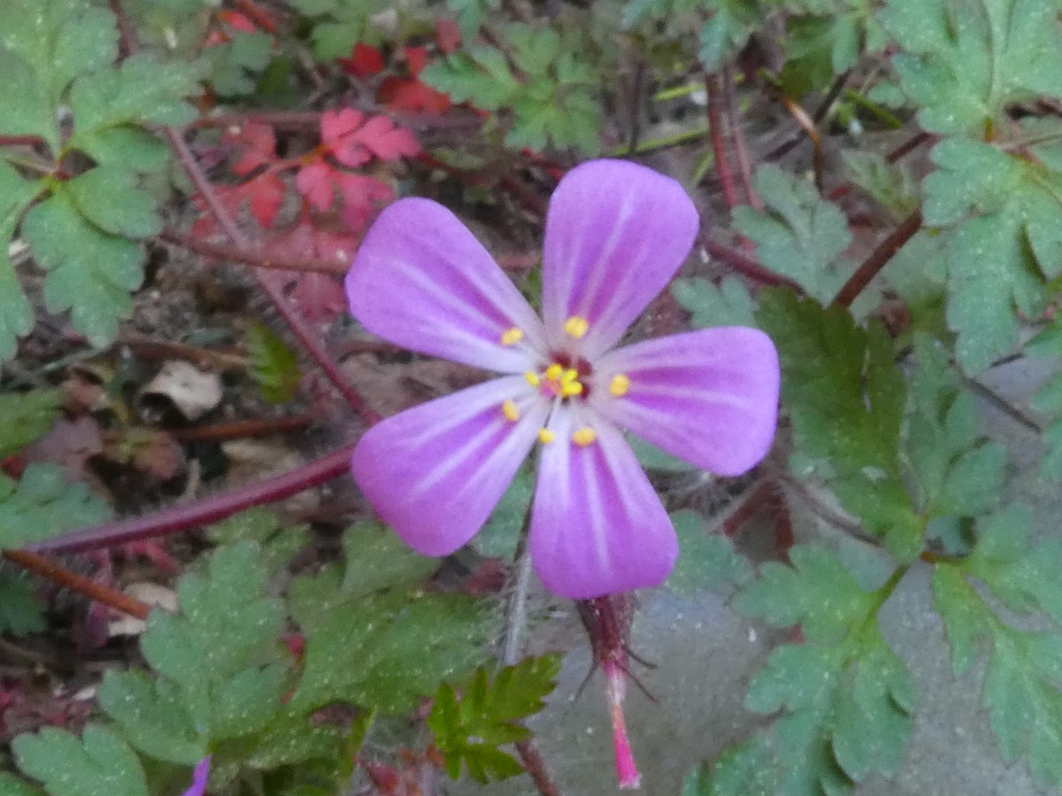 Annexe Geranium_r__KA_R05-200421 003_1200.JPG