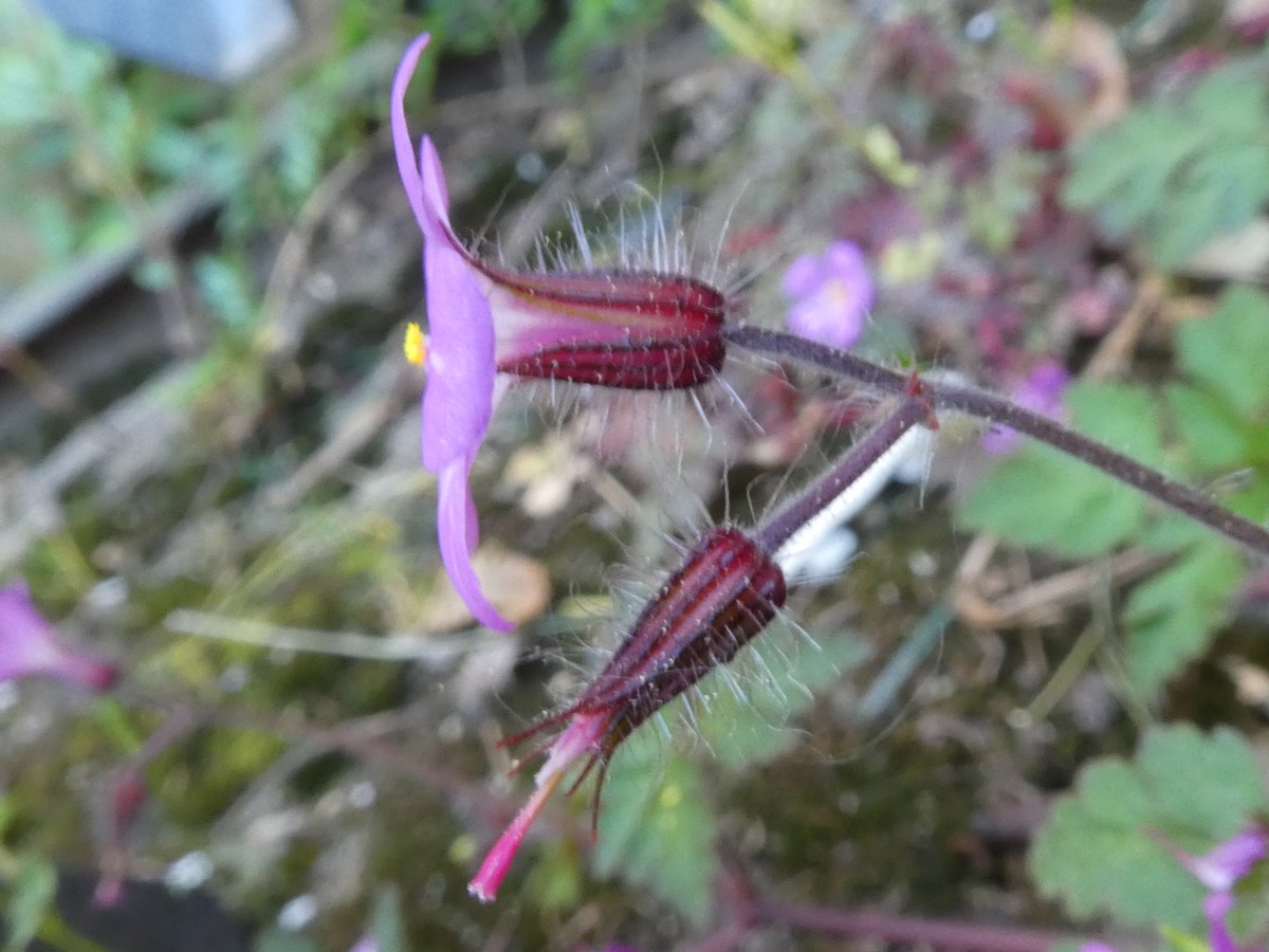 Annexe Geranium_r__KA_R05-200421 004_1200.JPG