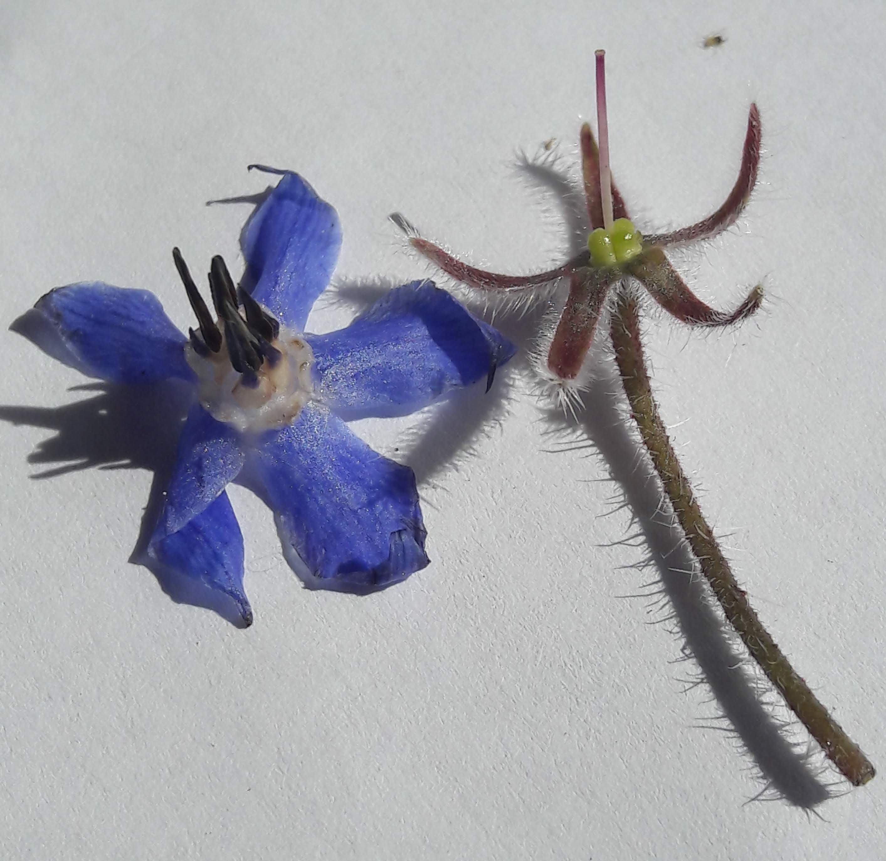 Annexe corolle séparée-pistil.jpg