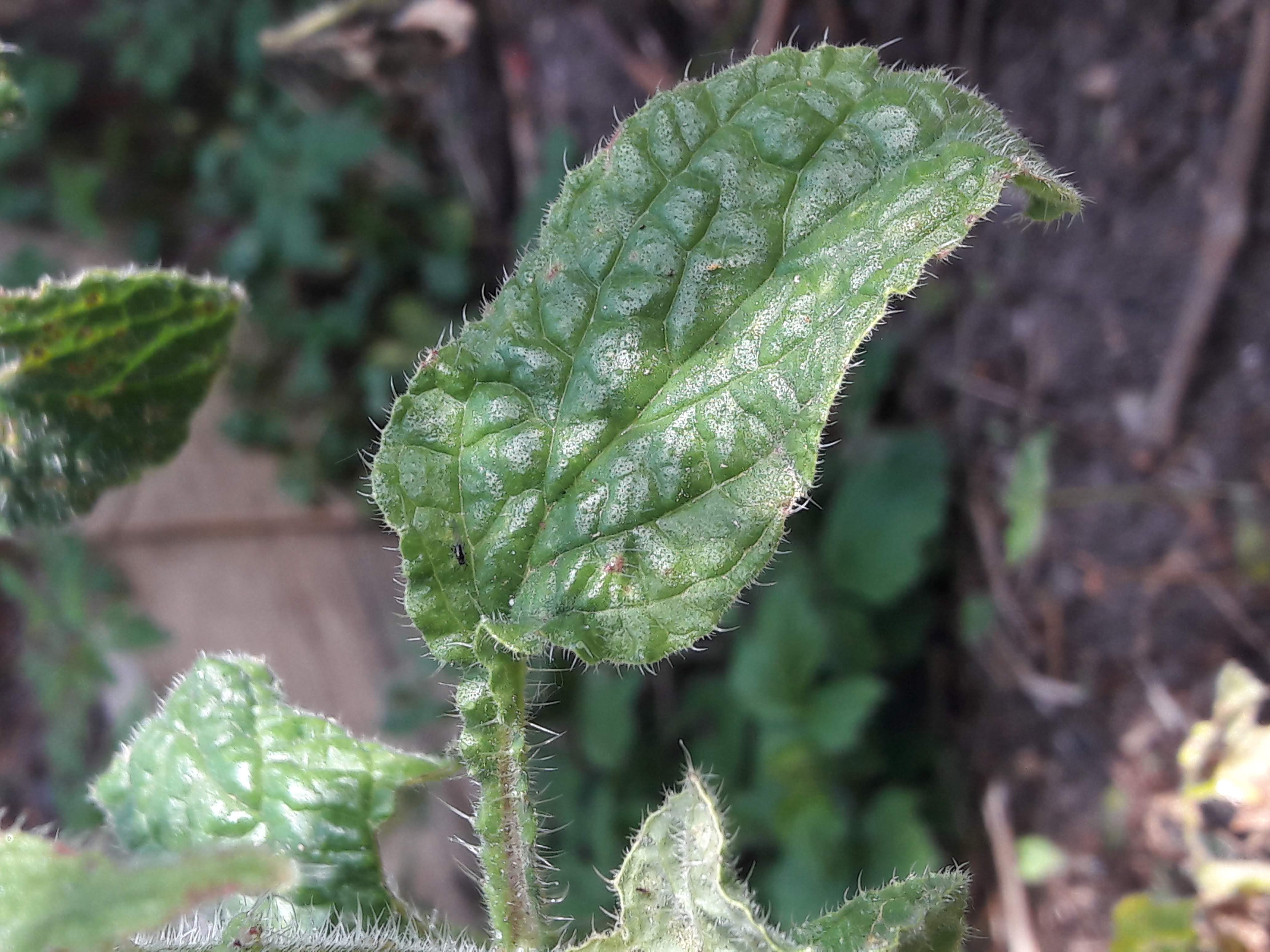 Annexe feuille non charnue .jpg