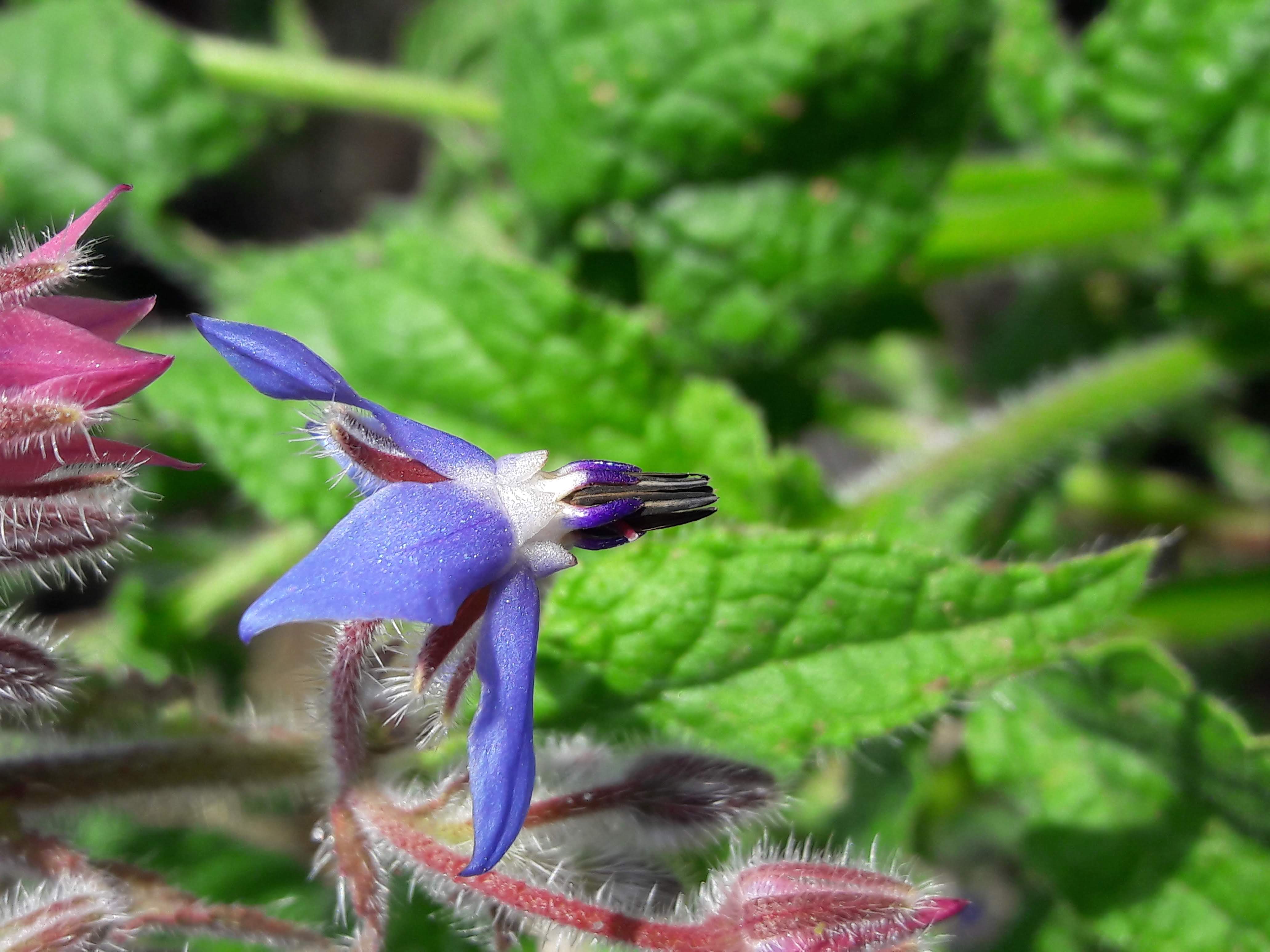 Annexe fleur profil.jpg