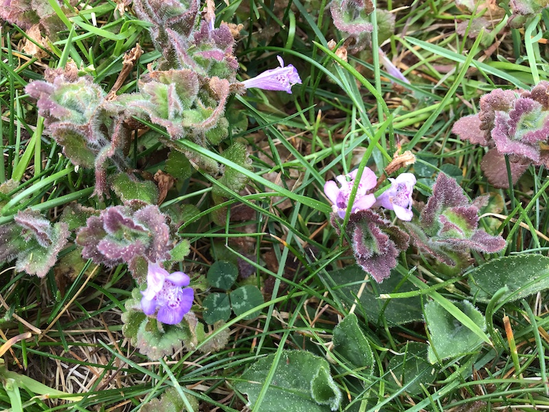Annexe Glechoma_hederacea.JPG