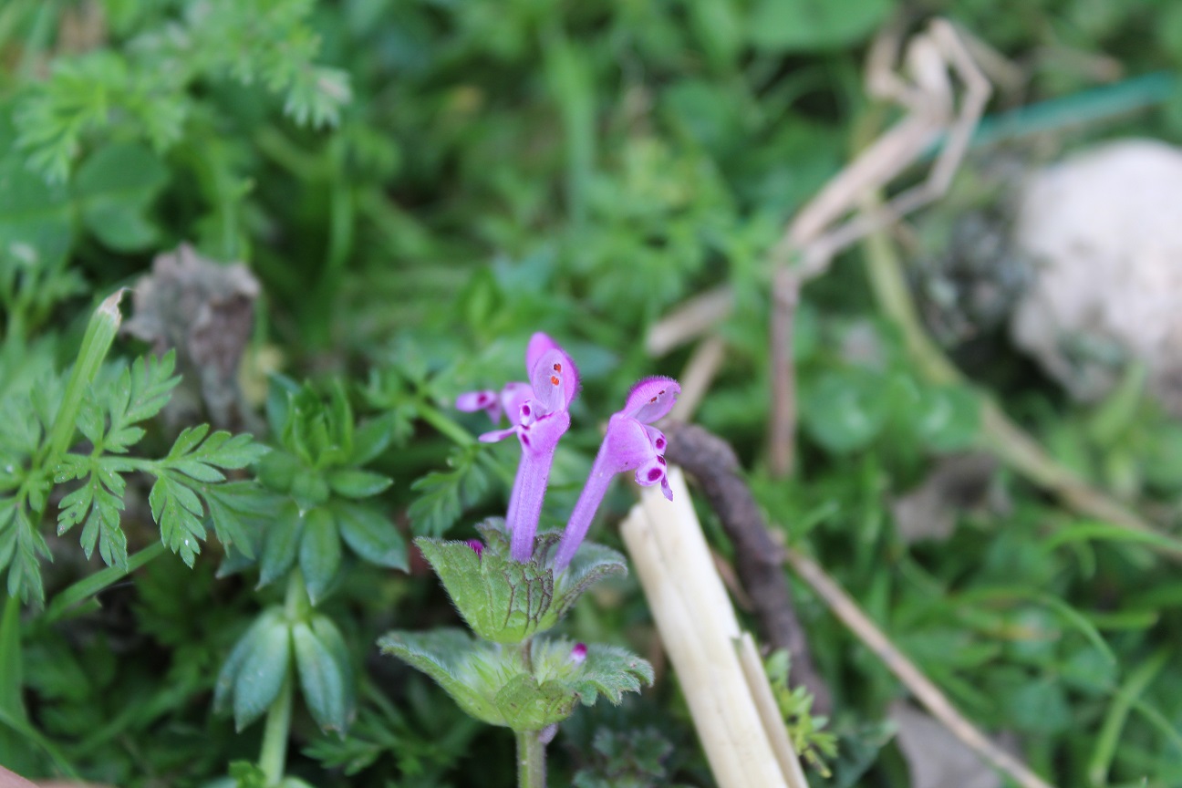 Annexe 4720_Lamium amplexicaule_200320.jpg
