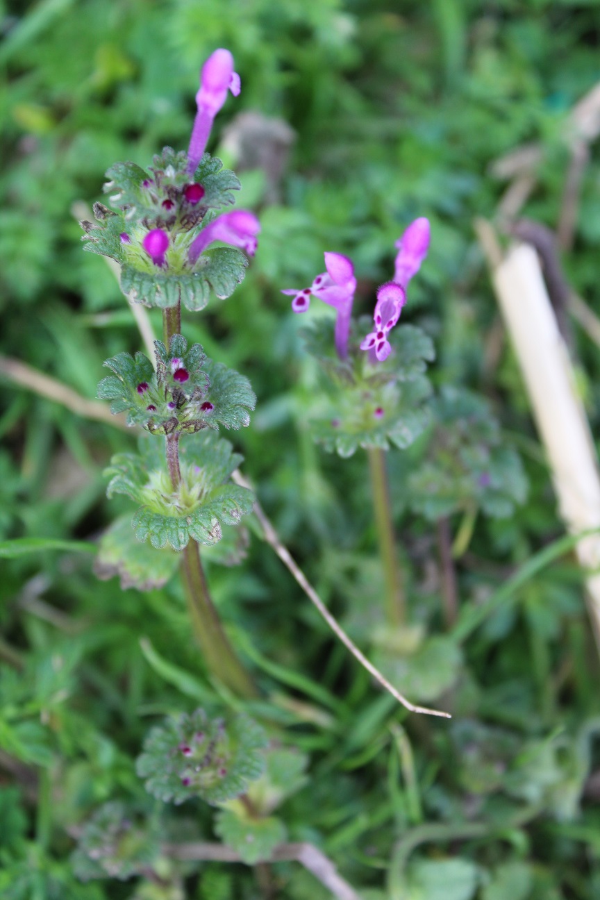 Annexe 4721_Lamium amplexicaule_200320.jpg