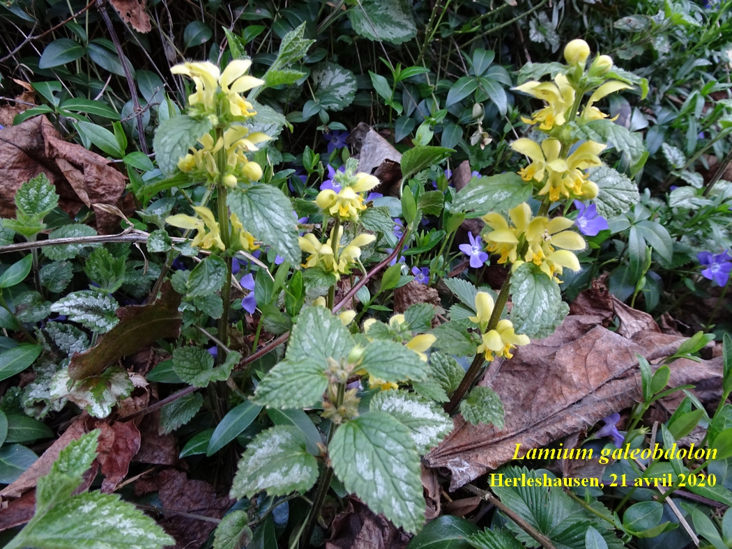 Annexe 1-Lamium-JLP.JPG