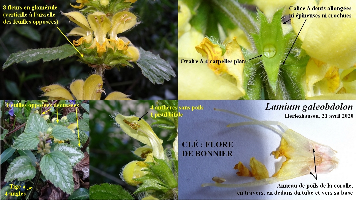 Annexe 2-Lamium-JLP-détails.jpg