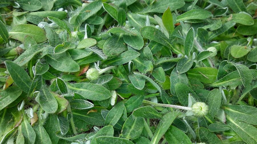 Annexe 1587481980465.JPEG