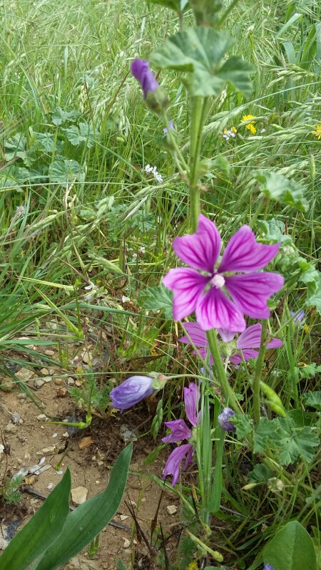 Annexe Malva silvestris (1).jpg