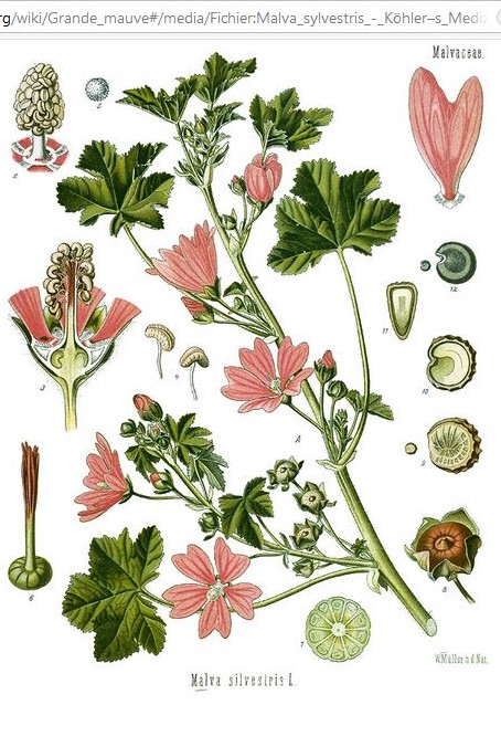 Annexe Malva silvestris shem .jpg