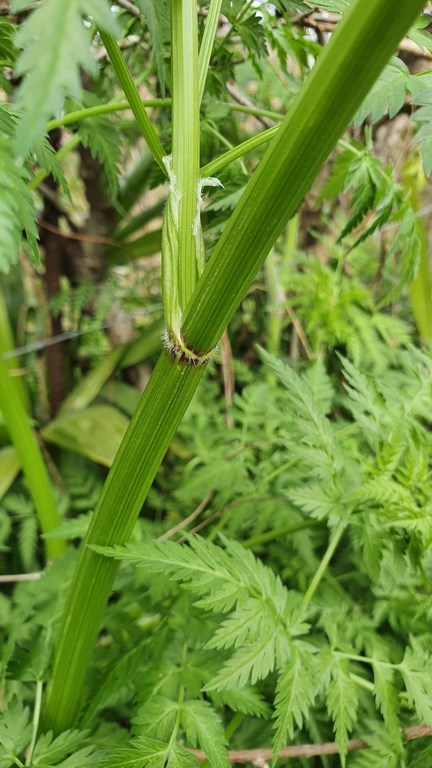 Annexe Determinare_fusto_foglia.jpeg