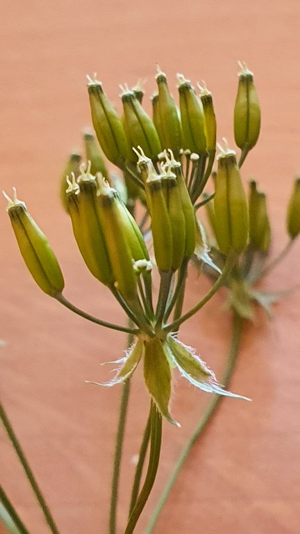 Annexe Determinare_semi.jpeg