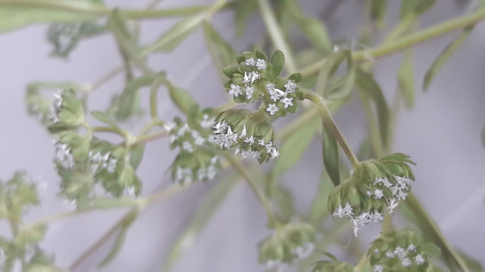 Annexe Montia fontana -m.jpg