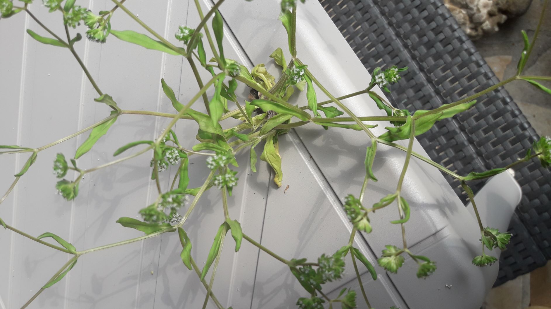 Annexe Montia fontana mm.jpg