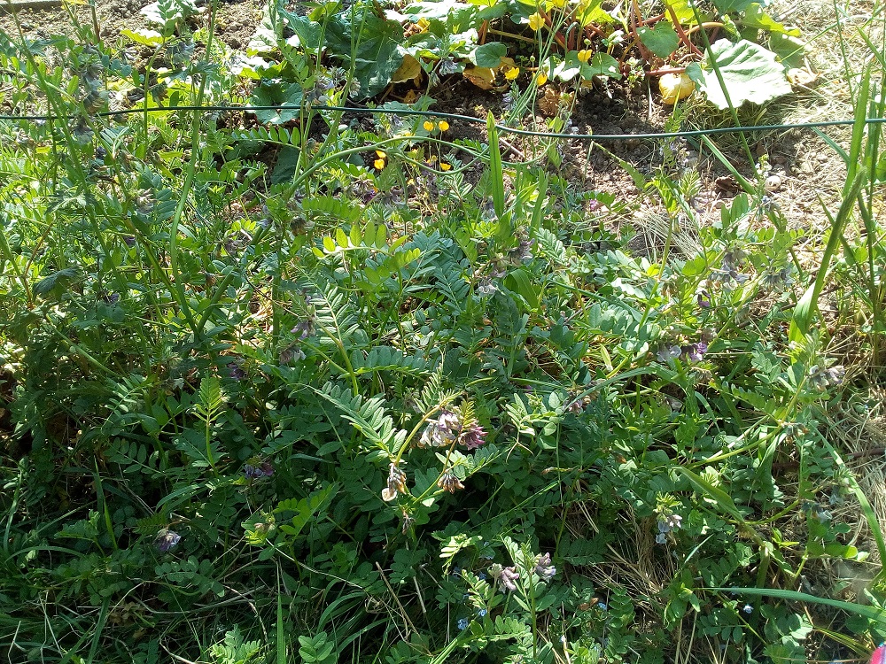 Annexe IMG_20200425_105955.jpg