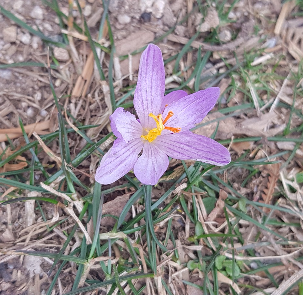 Annexe crocus corsicus.jpg
