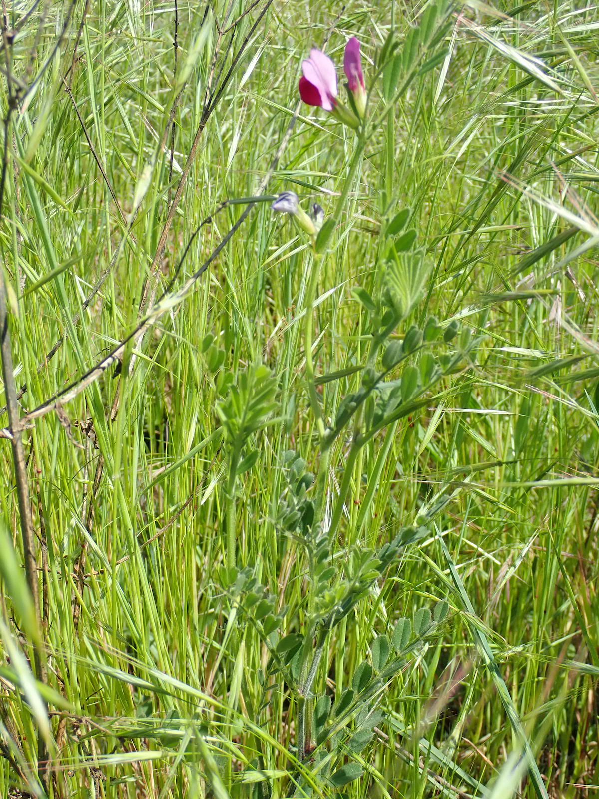 Annexe P4250274 - copie.jpg