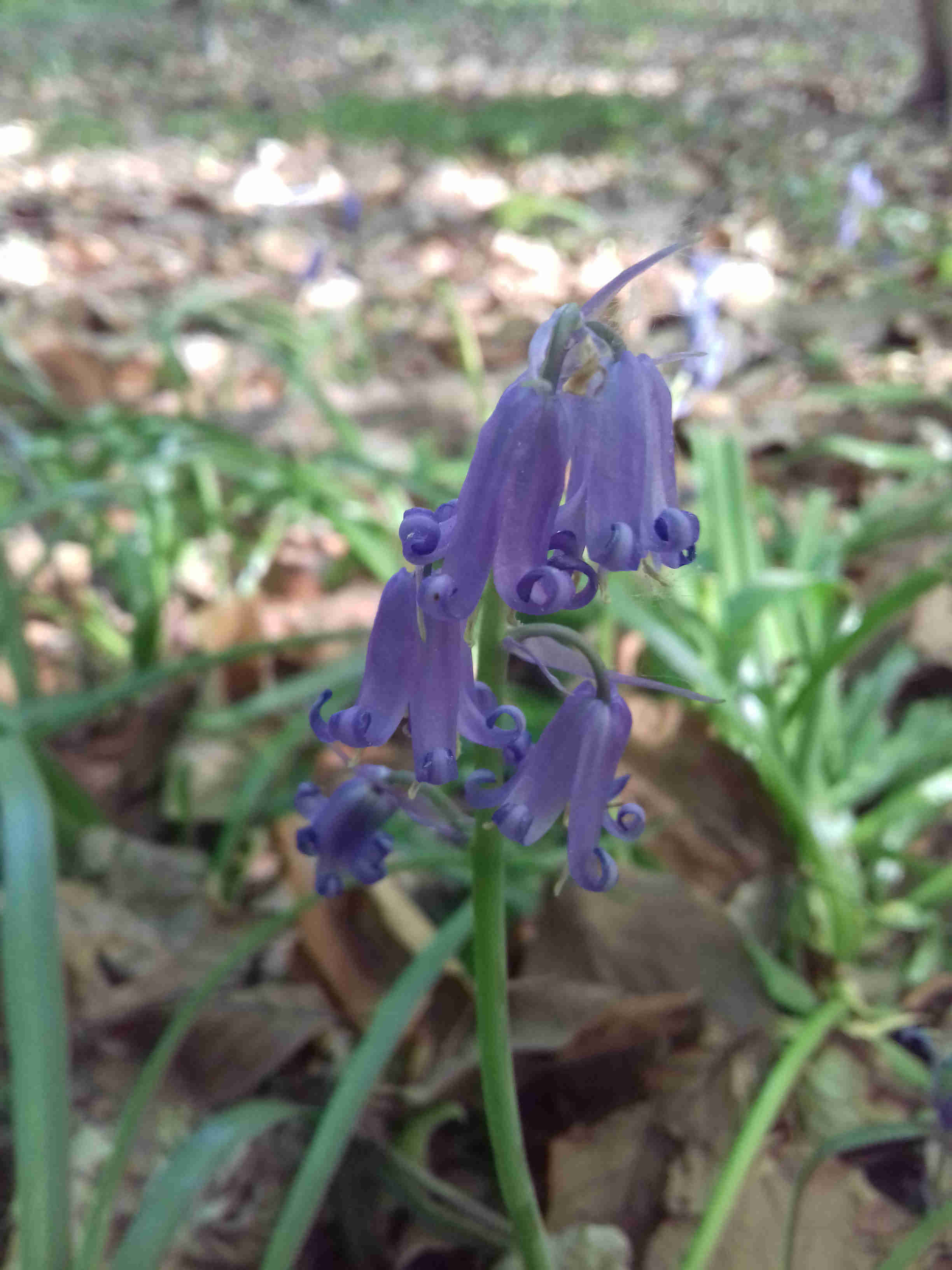 Annexe 20200424_172617.jpg