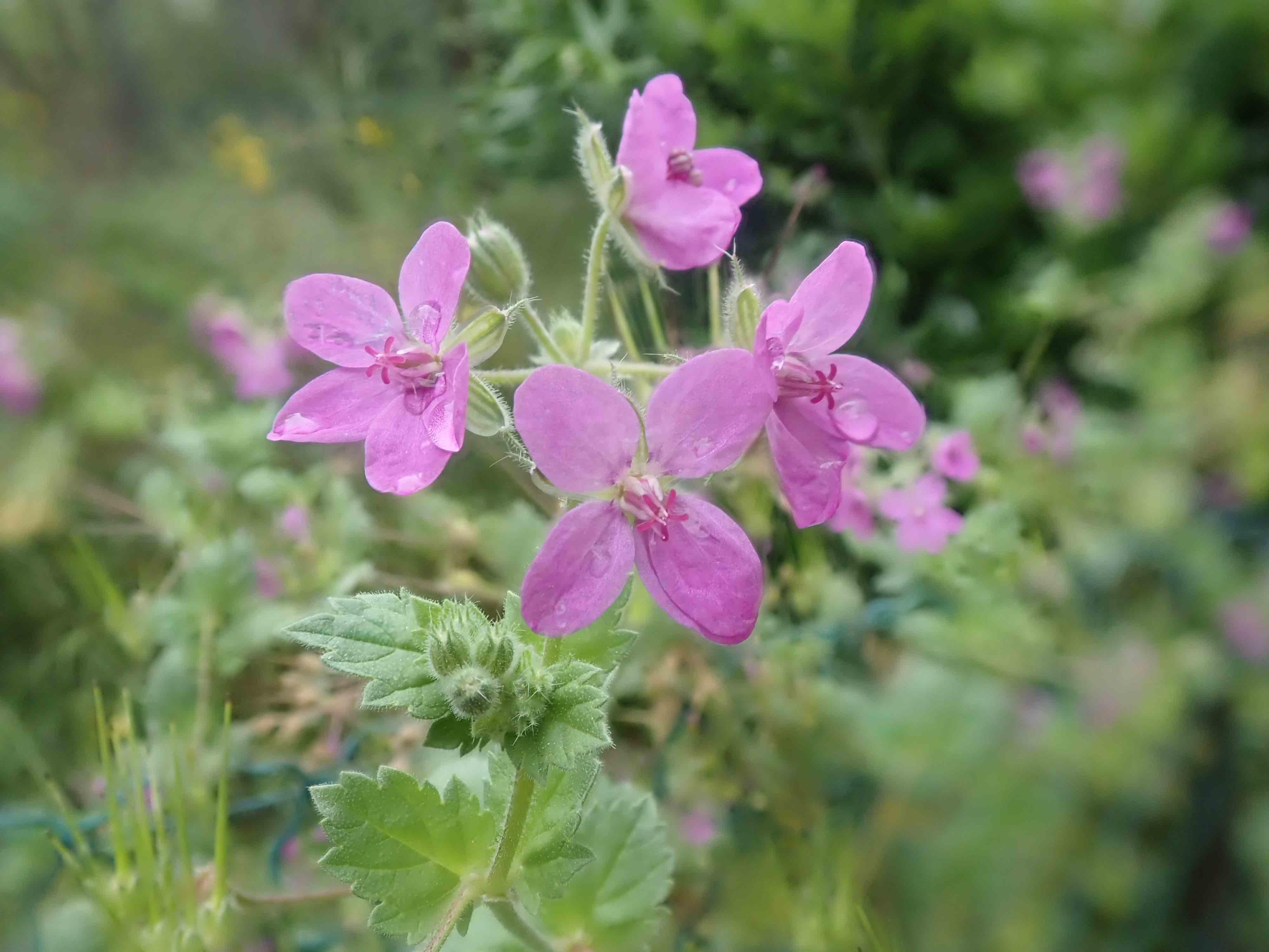 Annexe P4220028 - copie.jpg