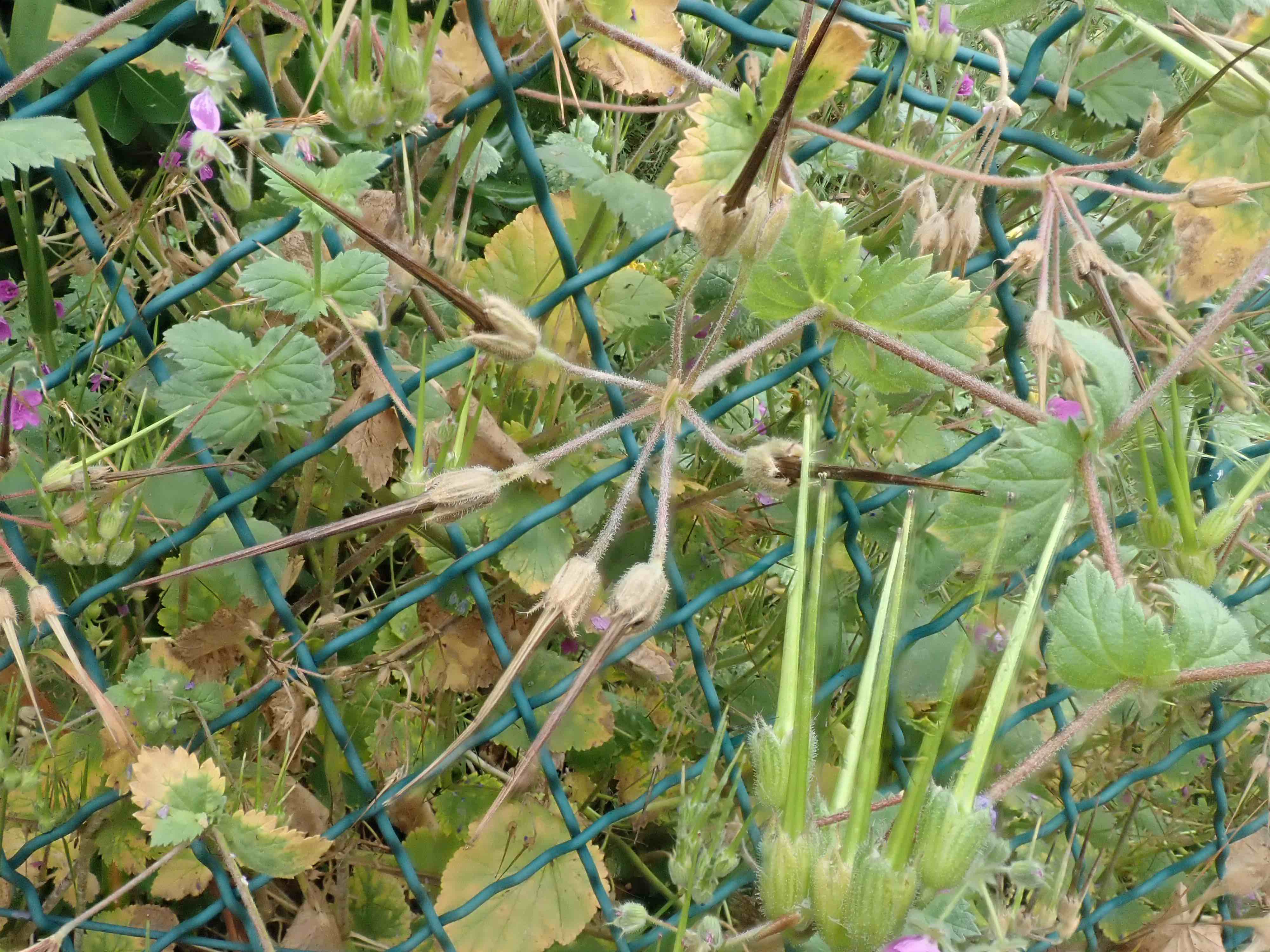 Annexe P4220105 - copie.jpg