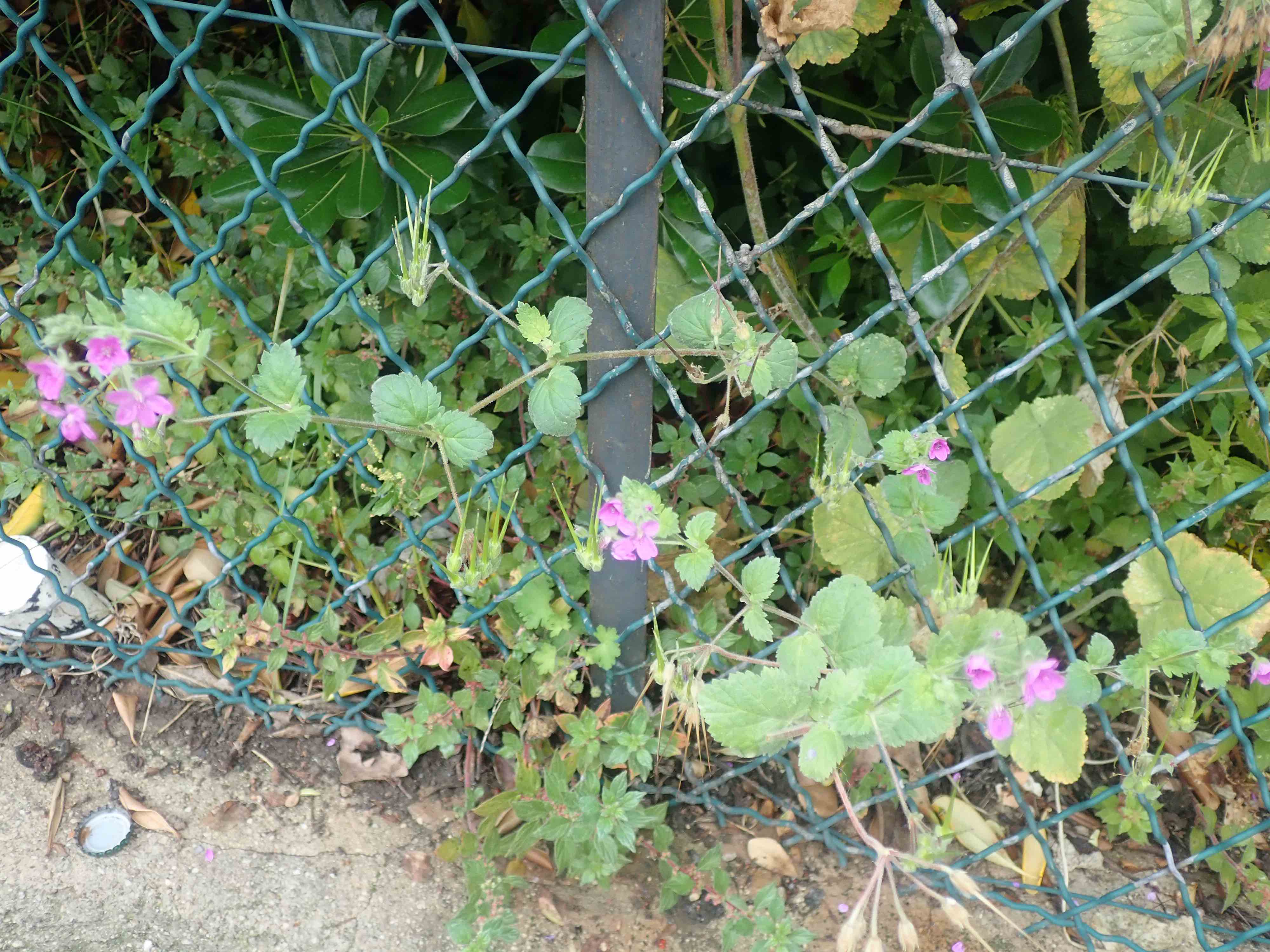 Annexe P4220119 - copie.jpg