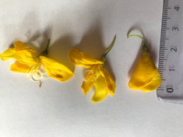 Annexe Genet Fleurs.jpg