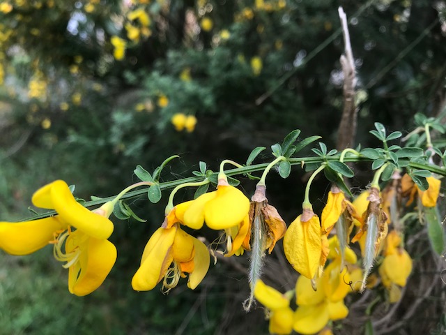 Annexe GenetDetail2.jpg