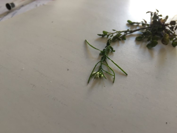 Annexe Cardamine hirsuta 1.jpg