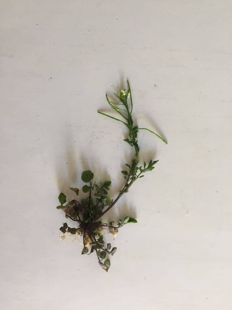 Annexe Cardamine hirsuta.jpg