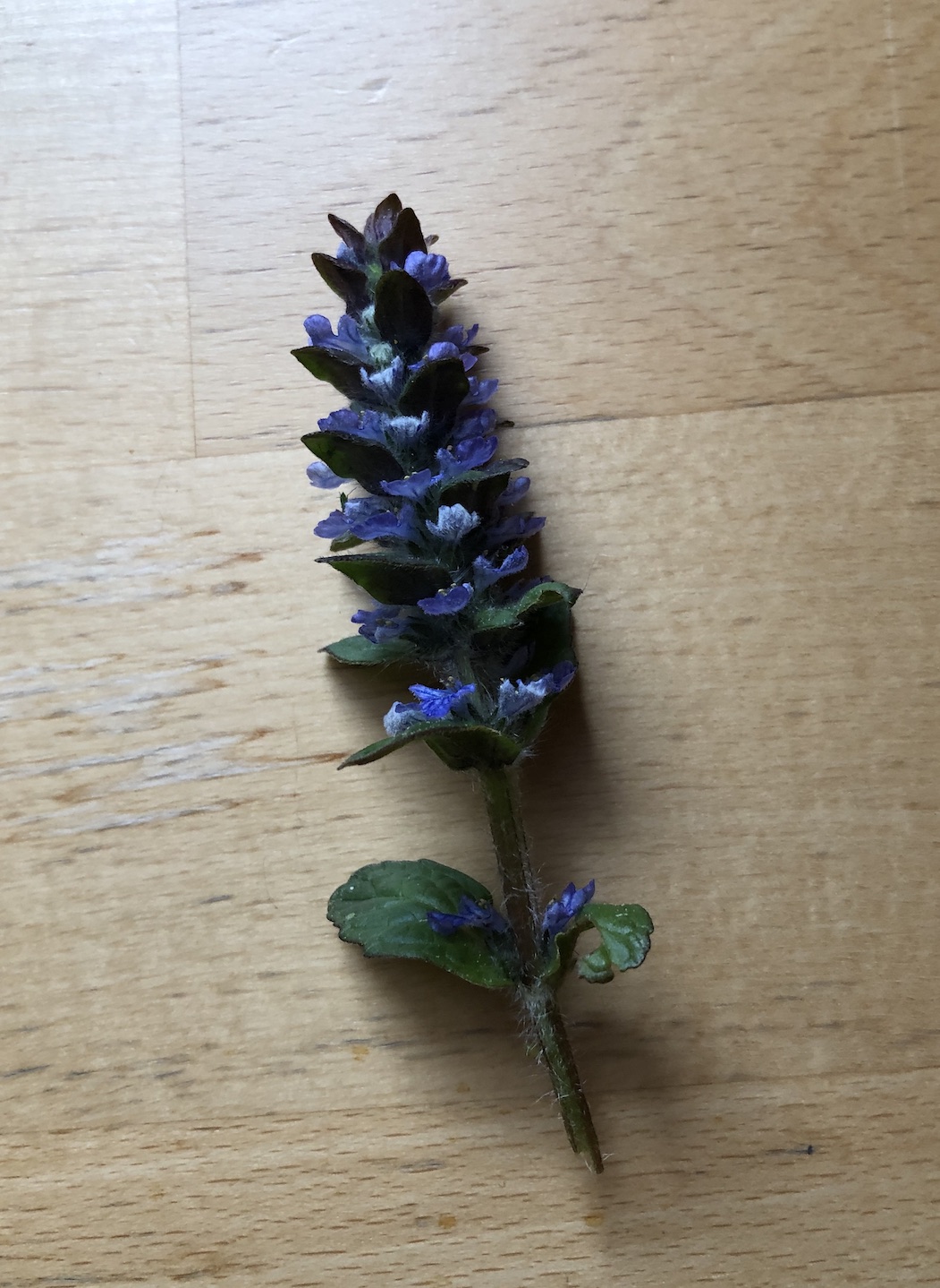 Annexe 26 avril jpg.JPG