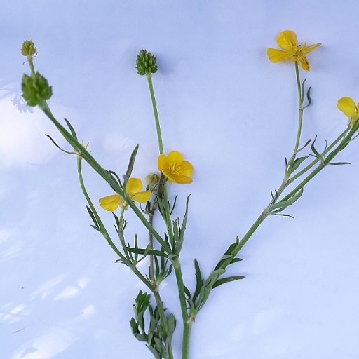 Annexe 20200425_165402.jpg